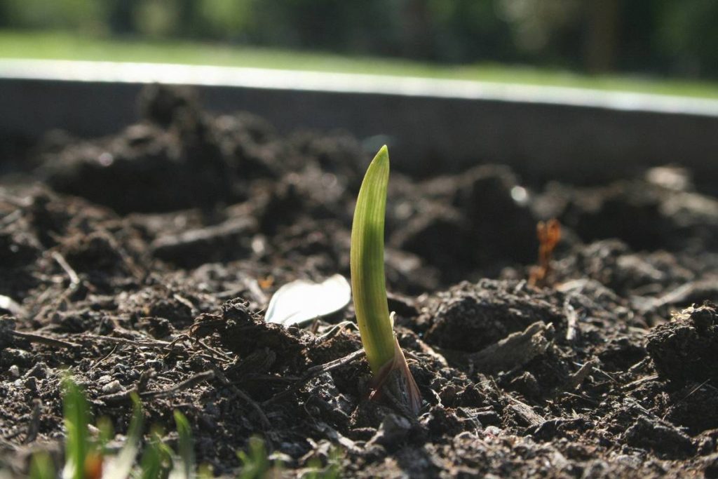 The Best Tool for Planting Garlic (Spoiler: It’s Not a Trowel)