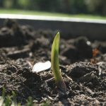 The Best Tool for Planting Garlic (Spoiler: It’s Not a Trowel)