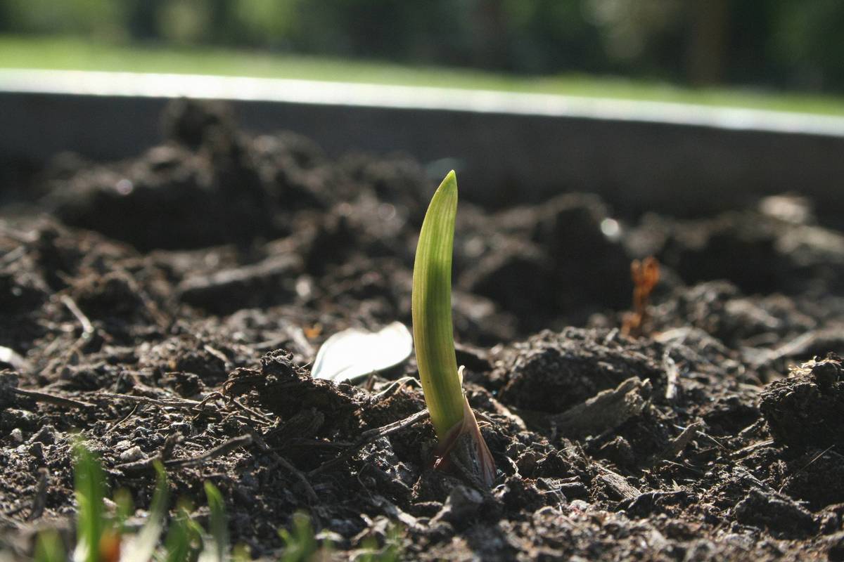 The Best Tool for Planting Garlic (Spoiler: It’s Not a Trowel)
